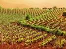 agroindustria