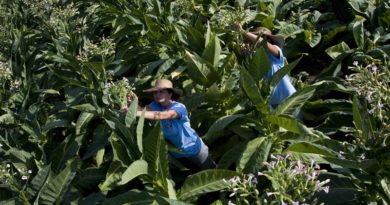 Manifatture Sigaro Toscano: siglato accordo con ONT Italia per il consolidamento del tabacco Kentucky in Campania Manifatture Sigaro Toscano: siglato accordo con ONT Italia per il consolidamento del tabacco Kentucky in Campania