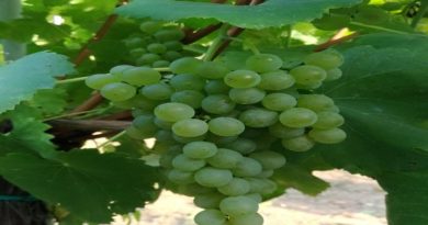 Il 7 ottobre a Lapio la “Festa della Vendemmia” Il 7 ottobre a Lapio la “Festa della Vendemmia”