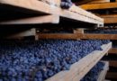 Alla scoperta dei territori vitivinicoli d’Italia degustazione tematica con Onav Avellino Alla scoperta dei territori vitivinicoli d’Italia degustazione tematica con Onav Avellino