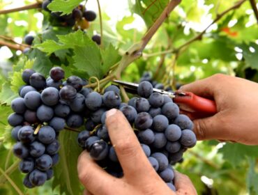 Borgo San Gregorio celebra la vendemmia: un aperitivo in bottaia per brindare alla nuova annata